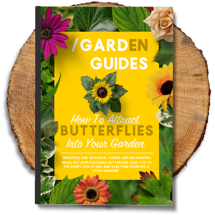 How To Attract Butterflies Into Your Garden